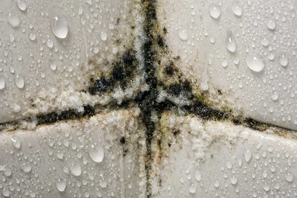 Extreme close-up of black mold and mildew growing in the cross-section of white shower tile grout.